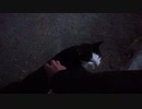 【竹富島】ヘビの存在を師匠に報告しまりうす