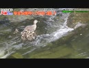 カルガモ親子A組②4～5日目（天才!志村どうぶつ園のカルガモ親子）本編切り抜きまとめ