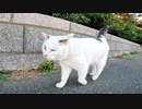 よく喋る野良猫の散歩に付いて行ってみた