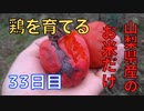 【33日目】お米だけで鶏を育てる