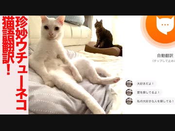珍妙ウチューネコ、ウチューネコ語をにゃんトークで翻訳される