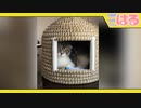 「ちぐら」に子猫は入ったけども…クッソレビューします【召喚獣はる】