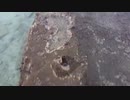 【竹富島】マリウスより愛を込めて「西桟橋」