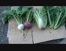 【陰キャの家庭菜園】野菜のネット販売についてのお知らせ。