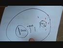 ［再］いまさら小保方さんのこと