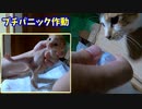 今度は母猫を刺激せずに子猫に風邪薬を与えることが出来るかな？【生後十五日目-6 五匹の赤ちゃん子猫】