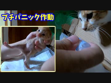 今度は母猫を刺激せずに子猫に風邪薬を与えることが出来るかな？【生後十五日目-6 五匹の赤ちゃん子猫】