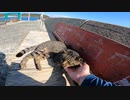 猫島でネコの昼寝を邪魔する男・・・【野良猫】【感動猫】