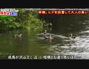カルガモ親子まとめA組③6～８日目（天才!志村どうぶつ園のカルガモ親子）本編切り抜き