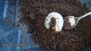 グラントシロカブトとカブトムシ。幼虫