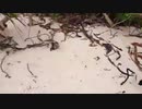 【竹富島】マリウスより愛を込めて「竹富島Day2①」