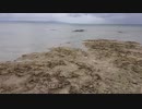 【竹富島】マリウスより愛を込めて「竹富島Day2②」