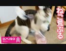 おきあがりこぼしを猫氏に買って差し上げました。