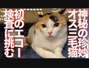 神秘の病弱オス三毛猫、初の腹部のエコー検査に挑む