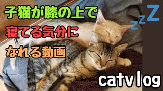 子猫が膝の上で寝ている気分になれる動画