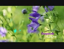 【トラック提供】Campanula【NNI】