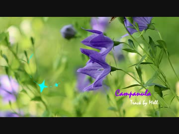【トラック提供】Campanula【NNI】