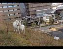 多摩センター駅近くで雑草を食べているヤギ