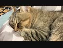 冬支度が終わりました