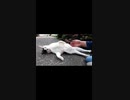 この猫の中に誰か入っている！？#Shorts【野良猫】【感動猫】