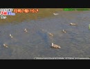 カルガモ親子まとめA組④9～15日目（天才!志村どうぶつ園のカルガモ親子）本編切り抜き