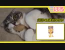 子猫に犬用のおもちゃをあげてみるとクッソ遊んでくれるのか【召喚獣はる】