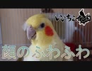 「顔のふわふわ…邪魔じゃない？」今朝の いいちこインコさん