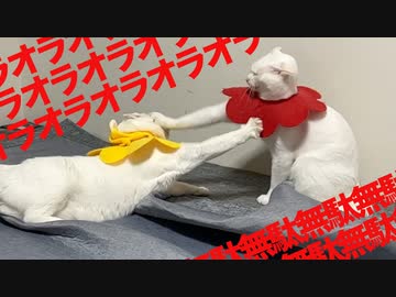 珍妙白猫コンビ、潜ってシバいてネタ合わせ