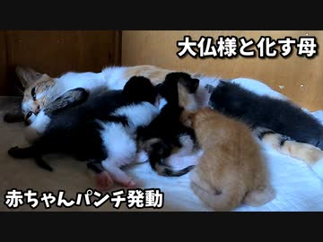 まじゅいお薬の後は美味しい母乳へ駆けつける子猫がこちらです【生後十五日目-7 保護猫の赤ちゃん子猫】