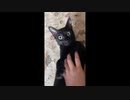 Funny Videos From the Web#11