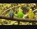 【意外に保護色】セキセイインコ