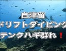 自津留（ジツル）ハナダイ・テングハギ10秒