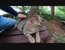 トントンでキマるが最後に我に返る猫【野良猫】【感動猫】