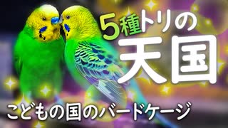 天国に行った【セキセイインコ】入れるバードケージでオシドリ交尾とキジ、クジャクバト【こどもの国】こどもどうぶつ園