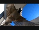 着陸するスズメ