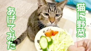 生まれて初めて猫に野菜見せてみた