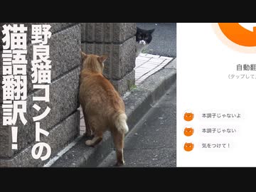 野良猫コントの迷場面のにゃんトーク猫語翻訳に挑んでみた