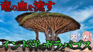 イエメンにある竜血が有名な自然の宝庫　ソコトラ諸島【VOICEROID解説】