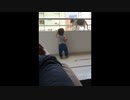 人間を救った猫たちの動画　まとめ