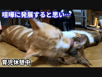 毛繕いしてくれる猫を途中で制止する猫