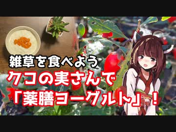 【思い切って野草を食べてみよう】#45 クコの実さんで「薬膳ヨーグルト！」