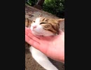 猫「あっ・・・ヤバい」#Shorts【野良猫】【感動猫】