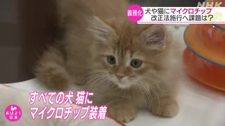 ペットの犬や猫にマイクロチップ装着義務化へ 概要が明らかに