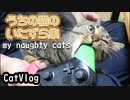 【catvlog】うちの猫のいたずら集