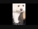 愛犬たぴちゃんが実家から帰ってきたああ！泣【ころん】すとぷり