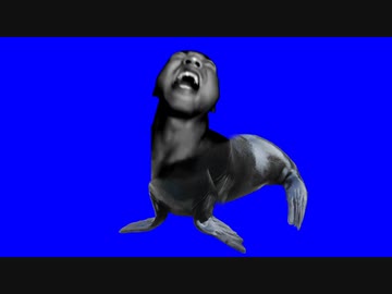 必死にショーをするアシカさん