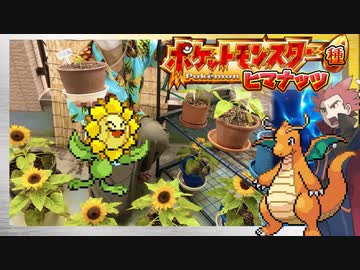 【実況】ヒマナッツが瀕死になったら「現実でひまわりを育てる」縛り（Part㉒）