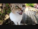 近づくと控えめに寄って来て撫でられたい猫