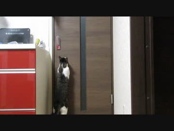 ドアを掻く猫