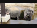 水遊びする２匹のゾウ [京都市動物園 体験] (2021/11/6)